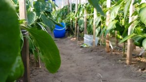 Перец сладкий Носера Красный 12,07,23