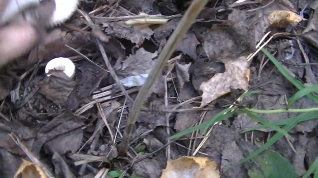 Нашествие Настоящего Сырого Груздя! Сентябрь 2020! смотреть онлайн