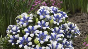 КАКИЕ ЦВЕТЫ СЕЯТЬ В ЯНВАРЕ - ДЕКАБРЕ ? ДОЛГОЦВЕТУЩИЕ РАСТЕНИЯ #ЭУСТОМА #ГОРЕЧАВКА #oldenburgru#181