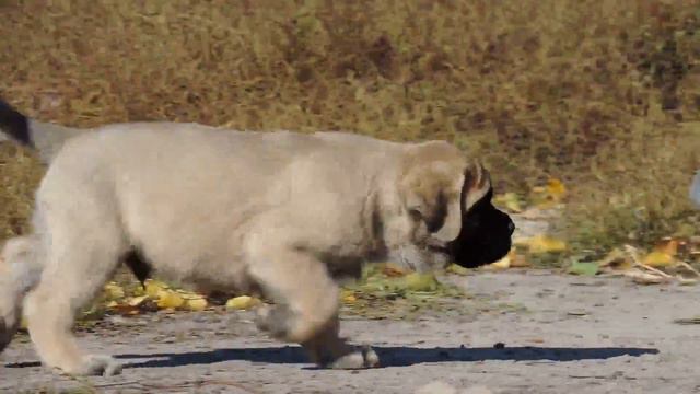 АНГЛИЙСКИЙ МАСТИФ. Племенной завод "NEW ISAN" смотреть онлайн