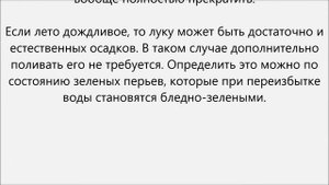 Как поливать севок.Как поливать лук севок