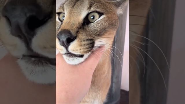 Caracal voice