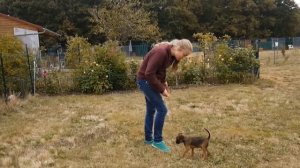 Quand les Petit Brabançon apprennent les bonnes manières