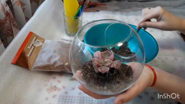 Сажаю эписцию в маленький флорариум??