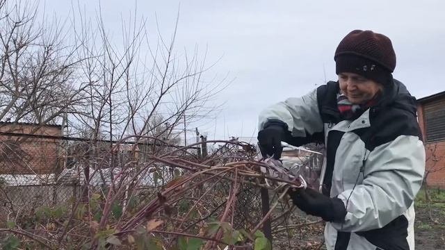 СЧАСТЬЕ ДЛЯ САДОВОДА УСПЕТЬ ОБРЕЗАТЬ КУСТЫ / ОБРЕЗАЮ ЕЖЕВИКУ /