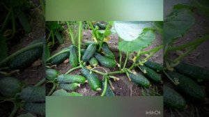 Экологическое воспитание: Мой огород