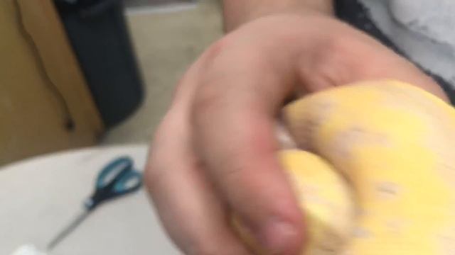 BALL PYTHON BITE!!!