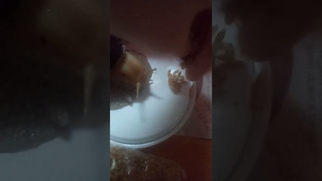 УЛИТКИ МЕДЛЕННО РАСТУТ... ЧТО ДЕЛАТЬ? смотреть онлайн