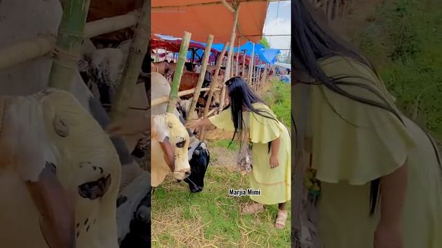 গরু-ছাগলের হাট সমাচার ?? | Marjia Mimi смотреть онлайн