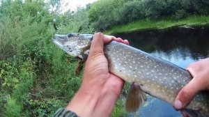 Щука стоит под этими кустами. Рыбалка на спиннинг 2024. Щука на вертушку