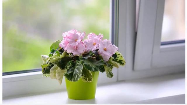 Почему не цветут фиалки? смотреть онлайн