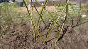 Павива . Плетём живое дерево в грунт. мастер класс , своими руками ,