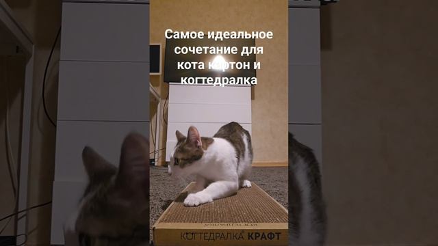 #music #love #guitar #song #кот #котик #remix #котики #весело #смех #jasonderulotv