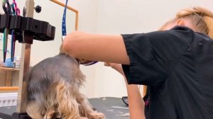 Будни грумера или о чем молчат грумеры