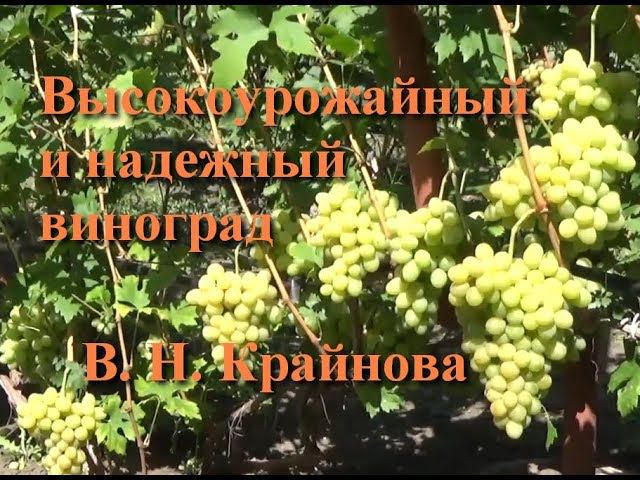 Высокоурожайный и надежный виноград селекции В. Н. Крайнова смотреть онлайн
