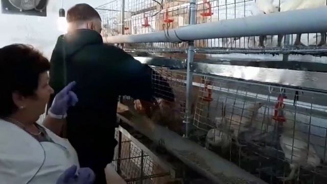 Вакцина Ньюкасла от куриной чумы. Вакцинация в домашних условиях. Аптечка для бройлера.