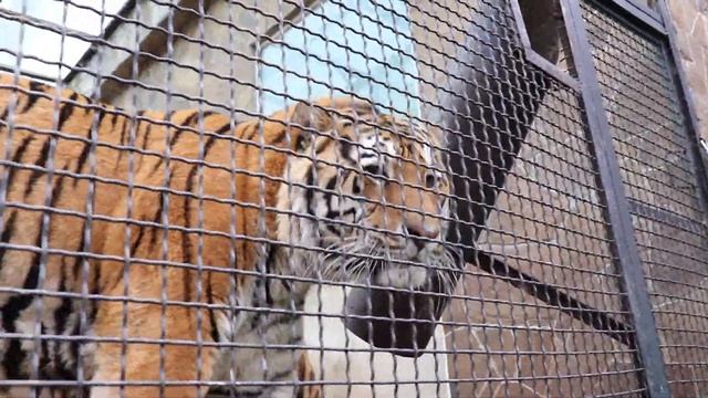 Великий тигр с подружкой. ЗооСказка. Ялта. Крым. смотреть онлайн