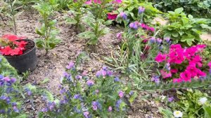 ?ЭХИУМ. РЕКОМЕНДУЮ ПОСАДИТЬ