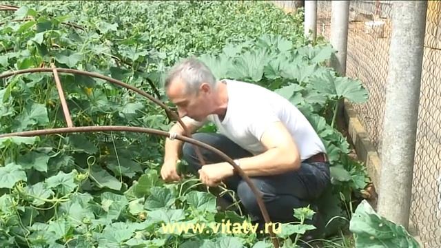 Лечение геморроя с помощью огурца От доктора Попов