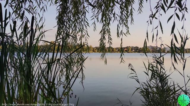 Пение птиц на реке вечером лекарство для души и тела/Звуки природы/Sounds of nature