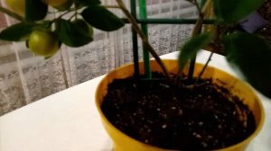 кумкват кукле 25 декабря 2023г