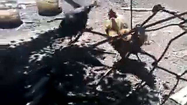 Цесарка дерётся с петухов победила цесарка смотреть онлайн