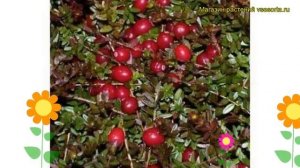 Клюква крупноплодная Ховес. Краткий обзор, описание характеристик, где купить саженцы