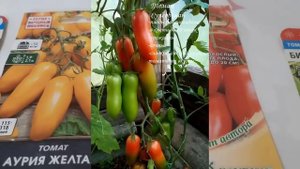 ТОМАТЫ ДЛЯ ОТКРЫТОГО ГРУНТА! ТОМАТЫ УРОЖАЙНЫЕ, НЕПАСЫНКУЮЩИЕСЯ!  Эти Томаты дают урожай  без хлопот