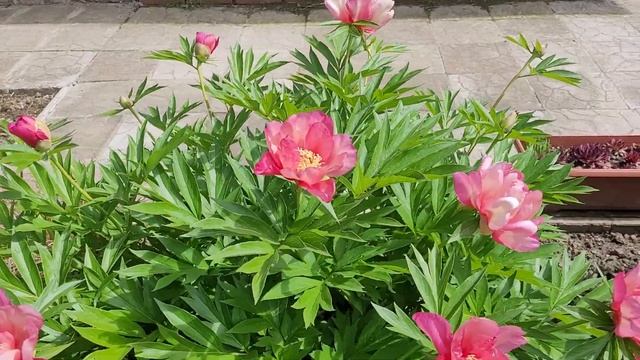 Пионы в моём саду. Пион ИТО - гибрид Julia Rose. смотреть онлайн