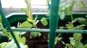 Горошек на окне