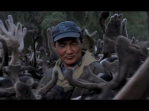 Северный ветер бывает теплым | участник МКФ ARCTIC OPEN 2019