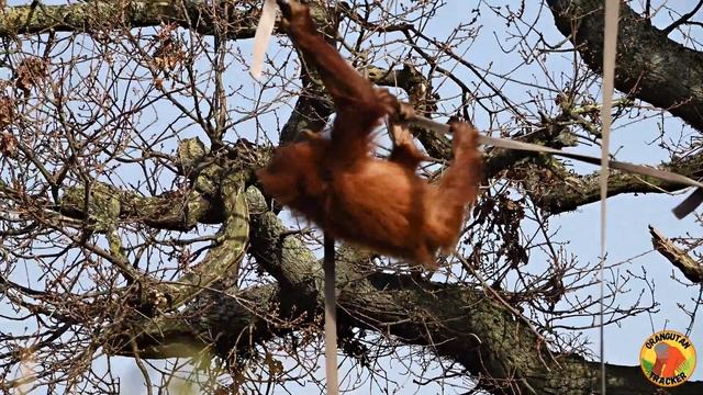 Cute Moment As Mum Grabs Her Baby Orangutan смотреть онлайн
