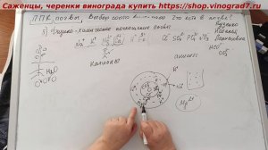 Агрономические посиделки у Пузенко- почва, катионы и анионы, Поченно-поглощающий комплекс (Лекция)