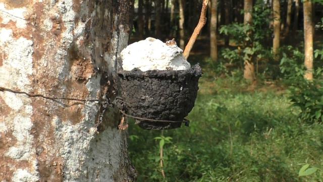 TaiTrip V770 2016 11 25 10 04 37 Rubber Forest смотреть онлайн