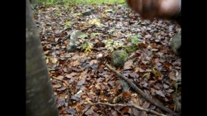 Cortinarius Praestans (macinetor)