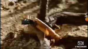 Жук скакун против сверчка