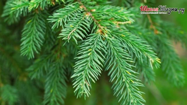 Что мы Знаем о Деревьях - Знаках Гороскопа Друидов? Пихта смотреть онлайн