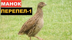 ?ГОЛОС (МАНОК) ПЕРЕПЕЛ 1