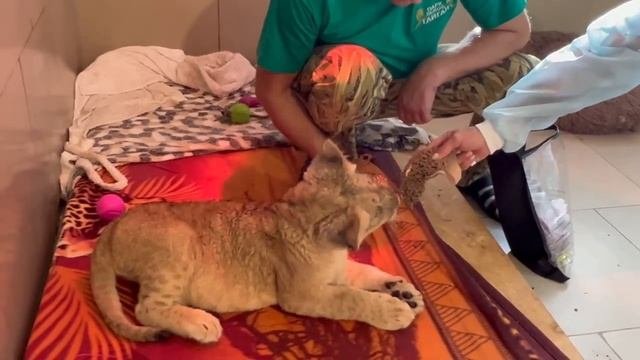 Покалеченный ЛЬВЕНОК ПОШЕЛ и Лена РАСПЛАКАЛАСЬ! Львицу наверно КОЛОЛИ ПРЕПАРАТАМИ,чтобы она не росл