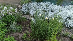 Белый цвет в моём цветнике.