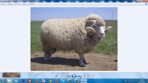 Домашние животные.Слайд шоу