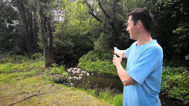 Утки первый раз на речке - содержание уток - домашняя птица смотреть онлайн