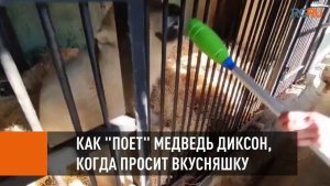 Московский зоопарк опубликовал видео с "напевами" Диксона