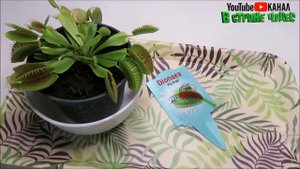 ??Венерина мухоловка с Али Экспресс?