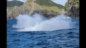 Humpback Whale in Pahia Bay of Islands New Zealand