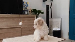 Toy poodle vs Teacup Poodle - Comparison Between Two Small Poodle Dog breeds