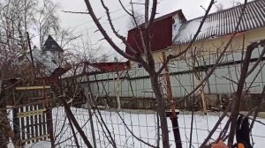 Алыча (слива русская),как правильно обрезать.