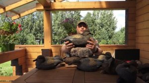 Серая утка. Обзор чучел американских компаний GHG и Avian-X.