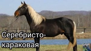 Масти лошадей ?