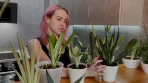 Обзор моей коллекции сансевиерий